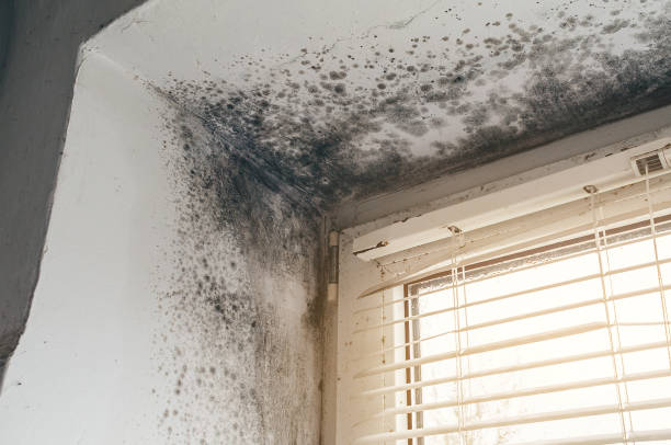 Affordable Mold Cleanup solutions in Ivor, VA