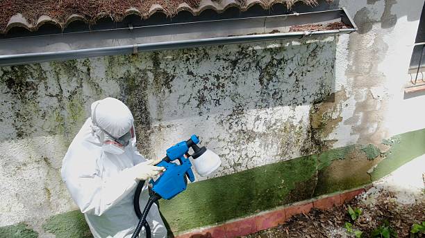 Trusted Attic Mold Removal service in Ivor, VA - Cheap Mold Removal